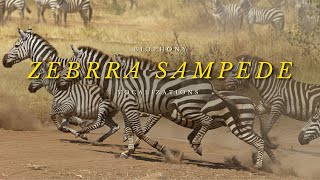 Sound of a zebra stampede [upl. by Modestia]