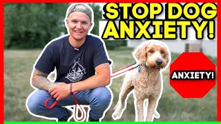 SEPERATION ANXIETY DOG TRAINING FOR FEARFUL DOODLE TRANSFORMATION [upl. by Niwdla]