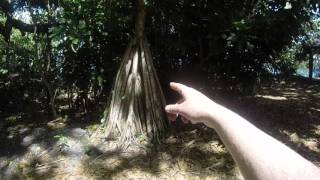 A real tree that actually walks [upl. by Wanyen]