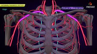 Internal thoracic Artery  Animated Anatomy [upl. by Eiramrefinnej]