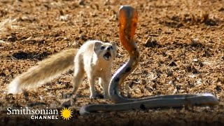 10 Craziest Animal Fights in the Animal Kingdom 🐍 Lions Hippos Cobras  Smithsonian Channel [upl. by Imim]