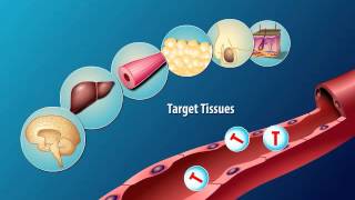 Production and Action of Testosterone [upl. by Marius]