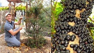 How to Plant amp Grow a Jabuticaba Tree Brazilian Grape [upl. by Kuska]