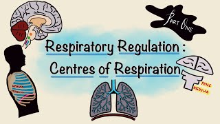 Respiratory Regulation  Part One  Centres of Respiration  Respiratory Physiology [upl. by Ahsinnor]