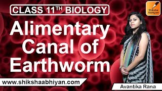 Alimentary Canal of Earthworm  Structural Organization in Animals  CBSE Class 11 Biology [upl. by Arlette]