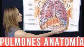 PULMONES ANATOMÍA ¡Fácil Explicación  Mentes Médicas [upl. by Eelsel]