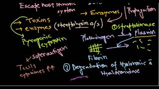 Streptococcus pathogenesis [upl. by Holton]