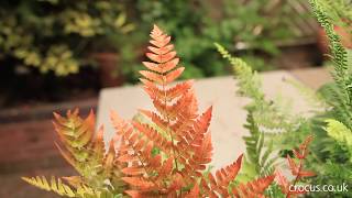 What to plant with ferns in a shady border [upl. by Husain]