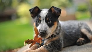 The Amazing Australian Cattledog [upl. by Tybi4]