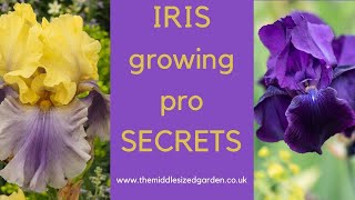 Iris growing  how to choose plant and grow irises [upl. by Iow]