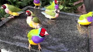 Day in the Life of Gouldian Finches in a Planted Aviary [upl. by Steen]