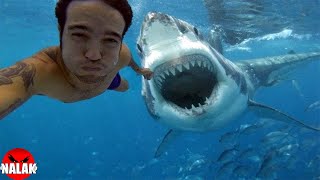 Les ATTAQUES de REQUINS les plus TERRIFIANTES et INCROYABLES   Nalak [upl. by Renat289]