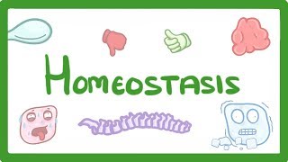 GCSE Biology  Homeostasis 54 [upl. by Eneryc291]