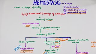 Hemostasis  Easy Flowchart  Physiology [upl. by Edelman]