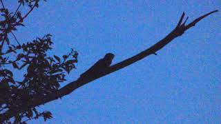 European Nightjar Call  Caprimulgus europaeus [upl. by Monteria568]