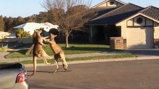 Watch Dramatic kangaroo fight unfolds on suburban Australia street [upl. by Arnie]