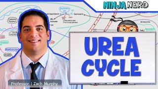 Metabolism  Urea Cycle [upl. by Dachia]