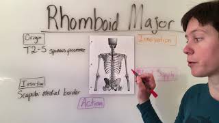 Rhomboid Major amp Rhomboid Minor Muscles Anatomy [upl. by Eittocs]