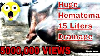 Watch This VET Save a Cows Life with a 15 Liter Hematoma Abscess [upl. by Atsejam]