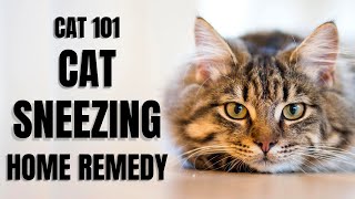 Cats 101  Cat Sneezing Home Remedy [upl. by Afital264]