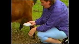 Rapid Mastitis Test in a Milking Goat [upl. by Jewel]