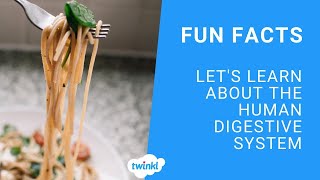 Fun Facts About the Human Digestive System for Kids [upl. by Nisotawulo]