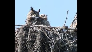 Floridas Owls  Whoo Is Making That Sound [upl. by Nayllij553]