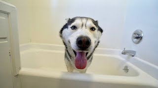 What Bathing My Husky Looks Like [upl. by Yeldar]