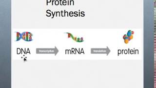 Molecular Biology Session 11 Translation P1 [upl. by Sito]