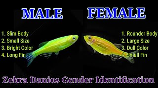 Zebra Danios Male And Female  Green Zebra Gender Identification [upl. by Acinorahs]