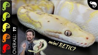 Super Dwarf Reticulated Python The Best Pet Snake [upl. by Ahsinod259]