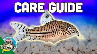 Cory Catfish Care Guide  Aquarium CoOp [upl. by Cocks]