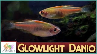 All About Glowlight Danios  High Speed Kaleidoscopic Dither Fish [upl. by Teodorico584]