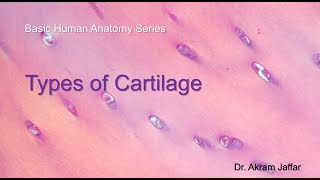 Types of Cartilage [upl. by Notseh]