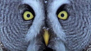 Mesmerising Owl Moments  BBC Earth [upl. by Hearsh]