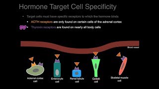 Endocrine system overview [upl. by Amatruda]