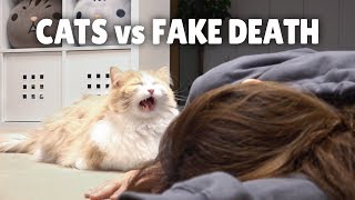 Cats vs Fake Death  Kittisaurus [upl. by Utir]