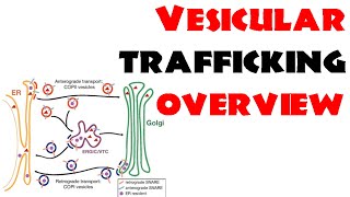 Vesicle trafficking  vesicle transport in cell [upl. by Geraldine]