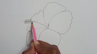 How to draw Hibiscus 🌺flower step by step for Beginners [upl. by Doowle]