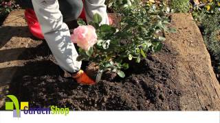 How to plant a Rose [upl. by Alric]