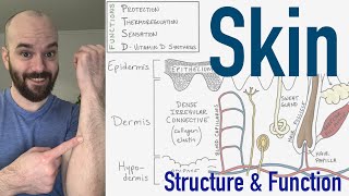 Integumentary System  Structure and Function of the Skin [upl. by Ellekram]