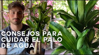 Cuidados del Palo de Agua Dracaena Fragrans [upl. by Picker]