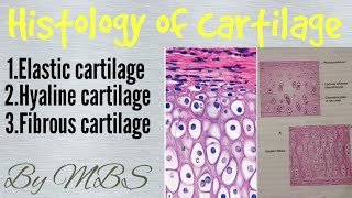 histology of cartilage [upl. by Elke]