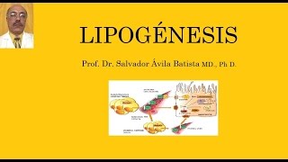 LIPOGÉNESIS [upl. by Aihsel]