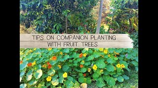 Tips on Companion Planting with Fruit Trees  The Micro Gardener [upl. by Nitsuga75]