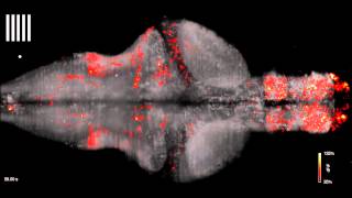 Zebrafish Brain [upl. by Ashly297]