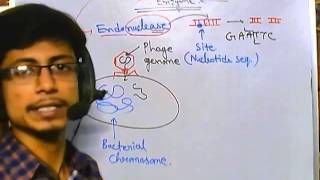 What are restriction enzymes [upl. by Navi682]