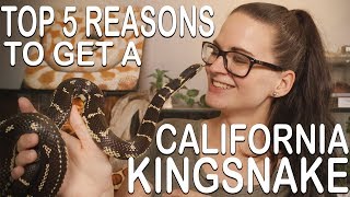 TOP 5 REASONS TO GET A CALIFORNIA KINGSNAKE [upl. by Elburr]