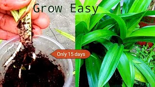 How To Grow Pandan Plant From Cutting   Pandanus Growing  Pandanus Amaryllifolius  Fancy Sudins [upl. by Sirovat]