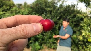 All about Acerola or Barbados Cherry Fruit Trees  Malpighia emarginata [upl. by Marucci100]